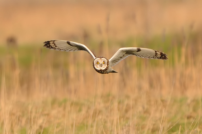 21.jpg - Velduil (Short-eared Owl, Asio Flammeus). Uitkerkse polders. 2/02/2008. Copyright: Joris Everaert. Nikon D300, Sigma APO 500mm f4.5 EX DG HSM
